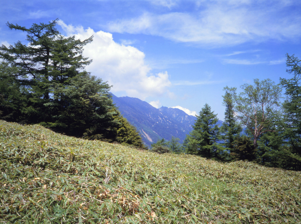 甘利山から千頭星山へ歩いたある日