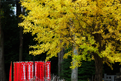 秋のコントラスト