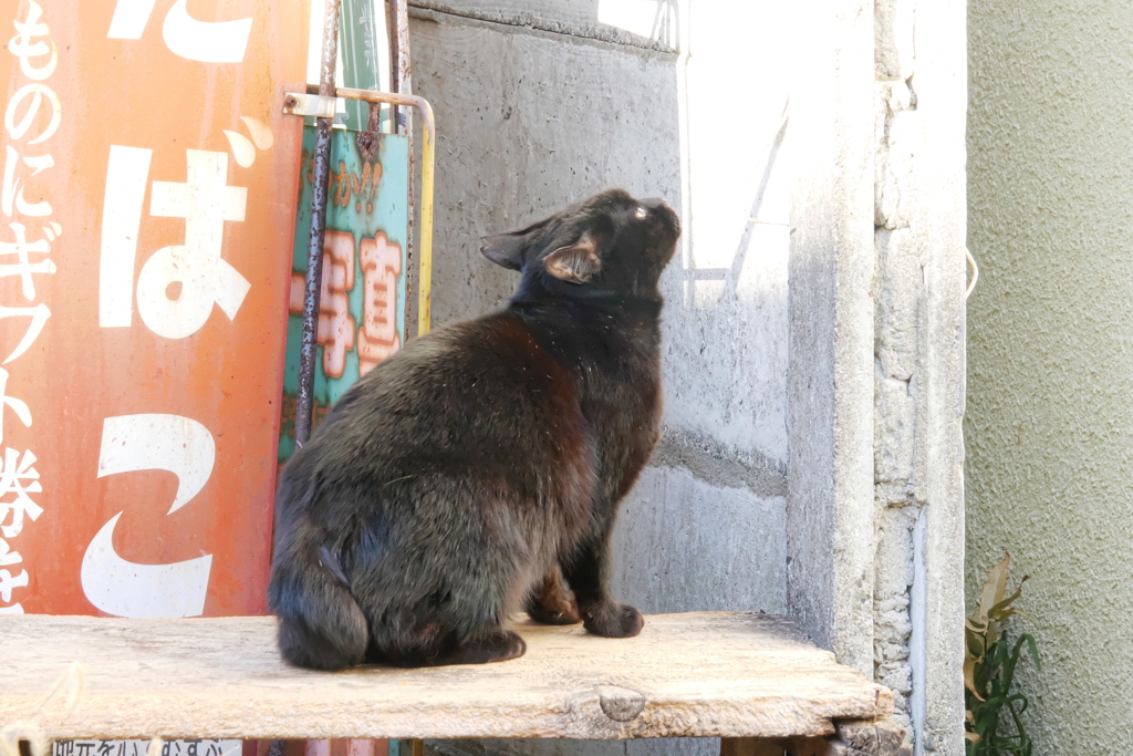 クロネコは跳ぶ体制