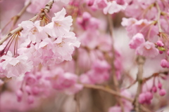 鮮やかな桜色