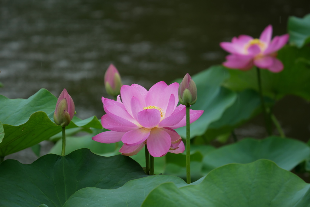 6月、大賀蓮の季節