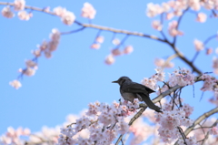 枝垂れ桜にヒヨ