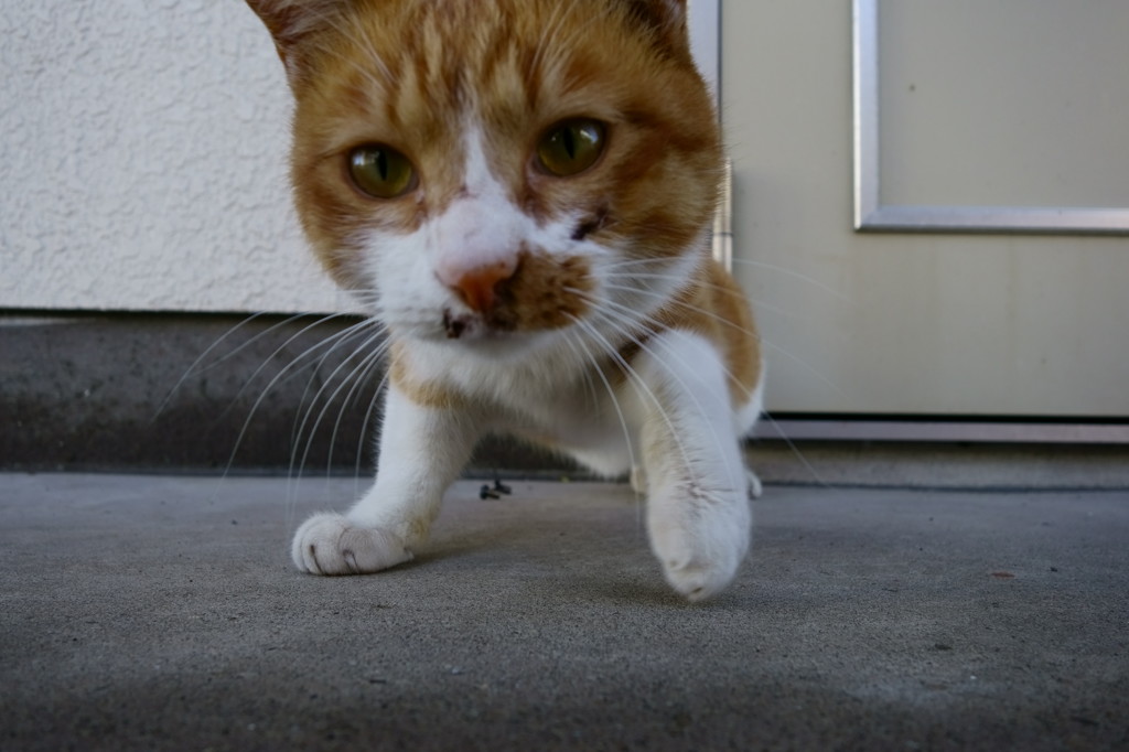 美味いのか？、これ・・・