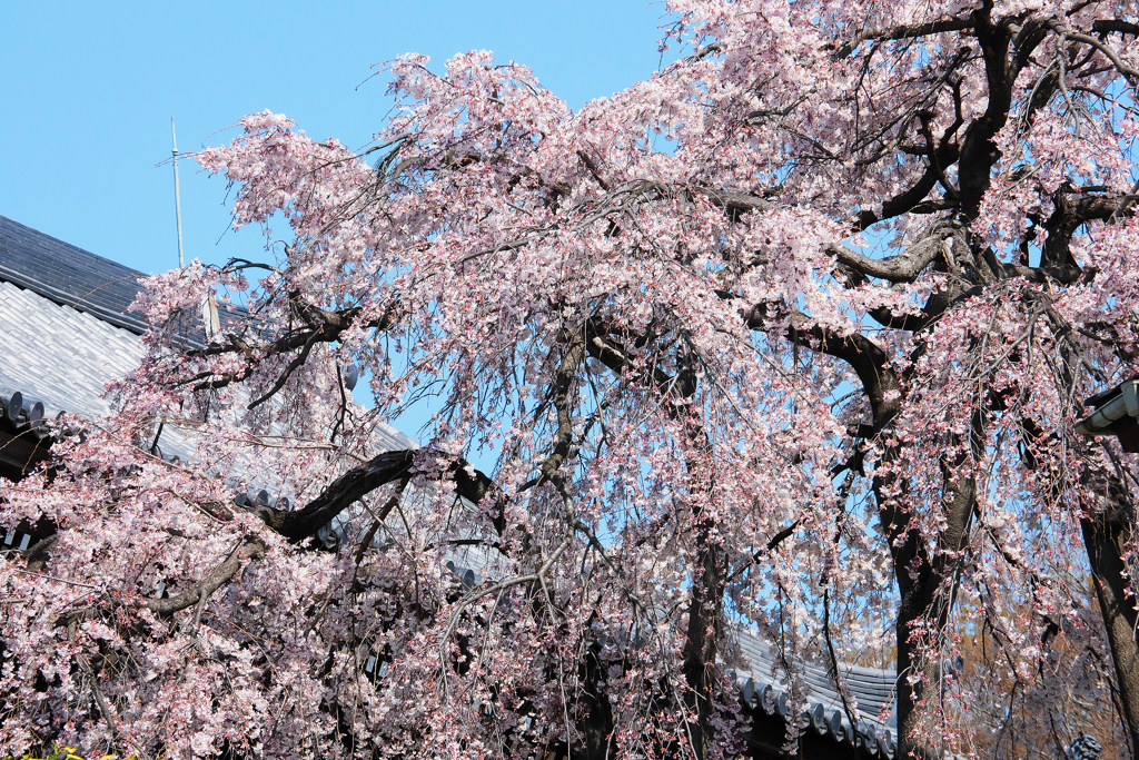 瓦の屋根と枝垂桜