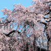 瓦の屋根と枝垂桜
