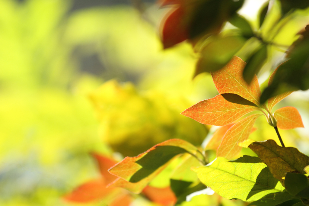 染まり始めたドウダンツツジ