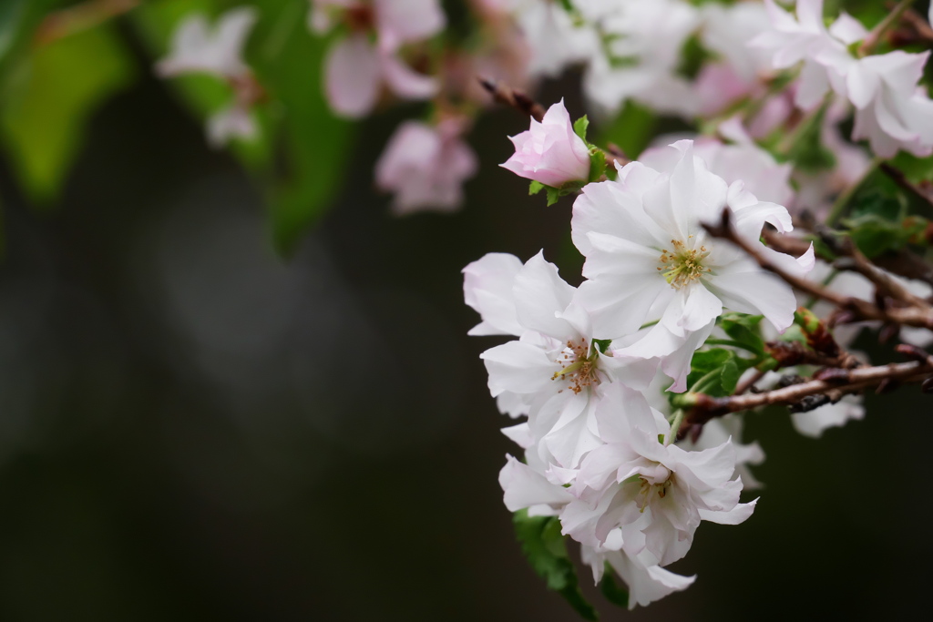 10月桜も盛り