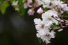 10月桜も盛り