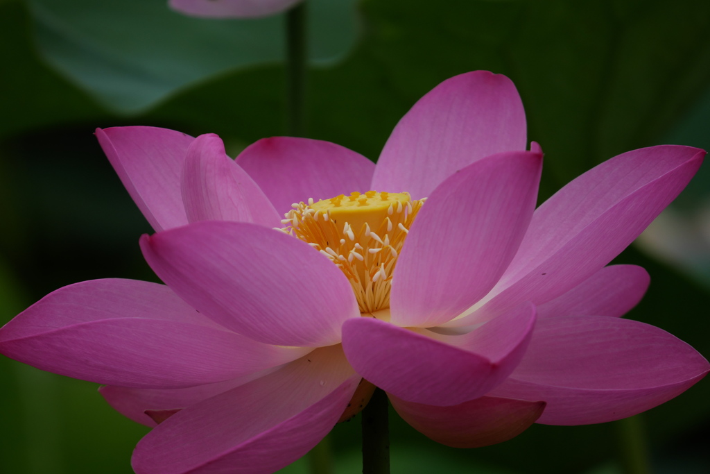 花托と雄蕊