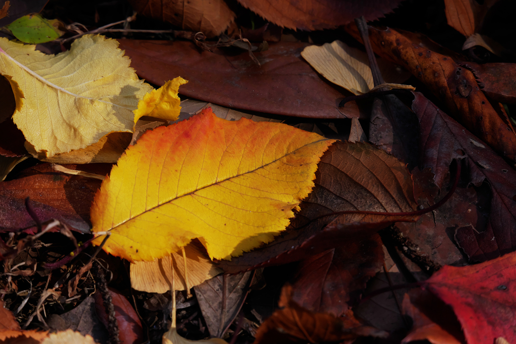 美しいグラデーションを探して