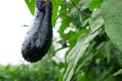 畑に雨