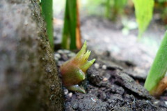 花を咲かそか食べようか・・・