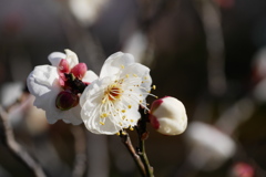 白梅もちらほら1月の晴天