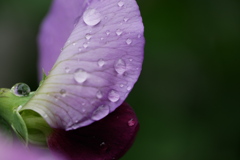 雨の日のエンドウ