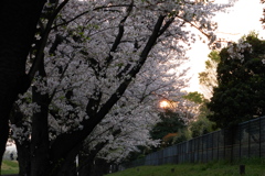 桜並木の夕景