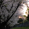 桜並木の夕景