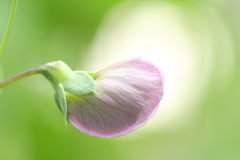 赤花エンドウ、明日の開花