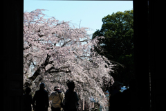 高い場所から枝垂桜を見る