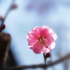 紅梅の花びらを透かす光