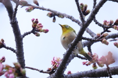 咲き始めた河津桜を見つけて