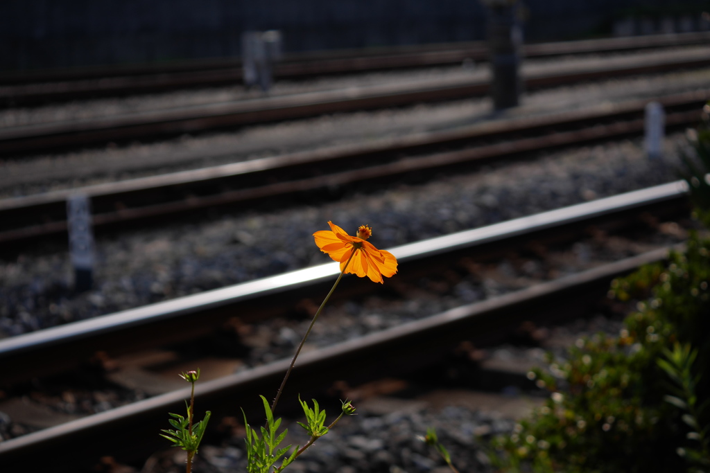 キバナコスモスの鉄道風景