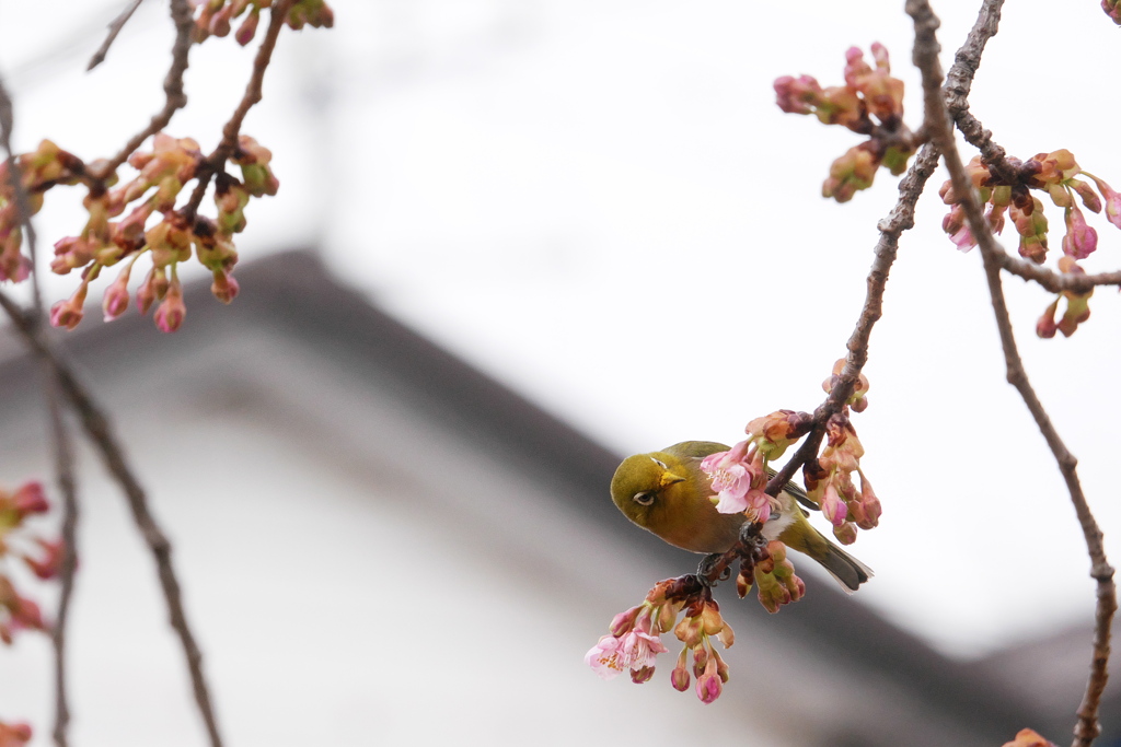 鑑賞中 by hisabo （ID：13380285） - 写真共有サイト:PHOTOHITO