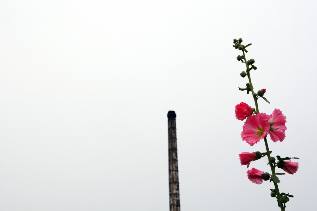 煙突と立葵