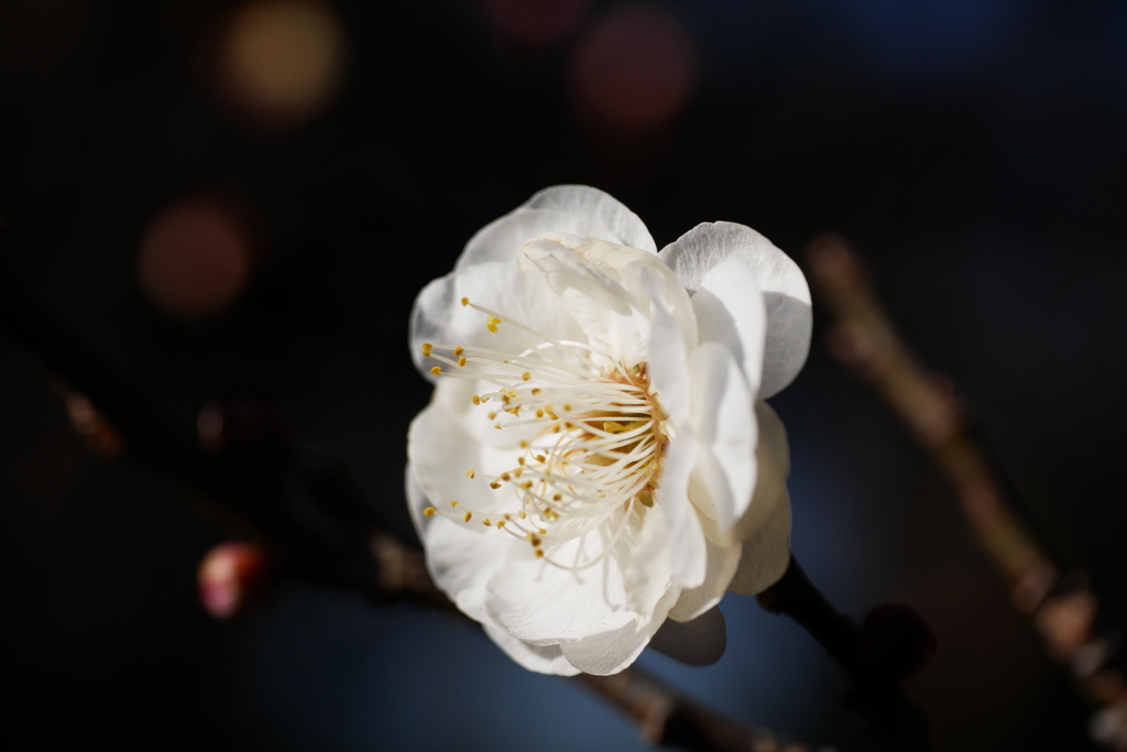 野梅性　玉牡丹