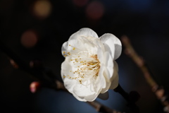 野梅性　玉牡丹