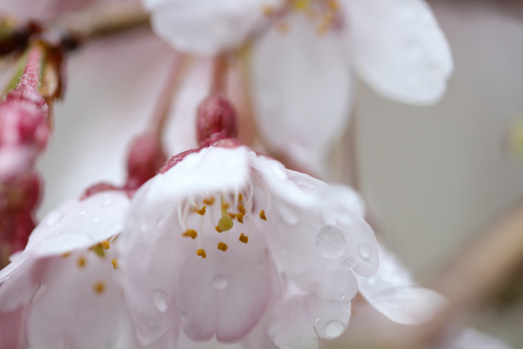 枝垂桜に春の雨
