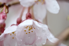 枝垂桜に春の雨