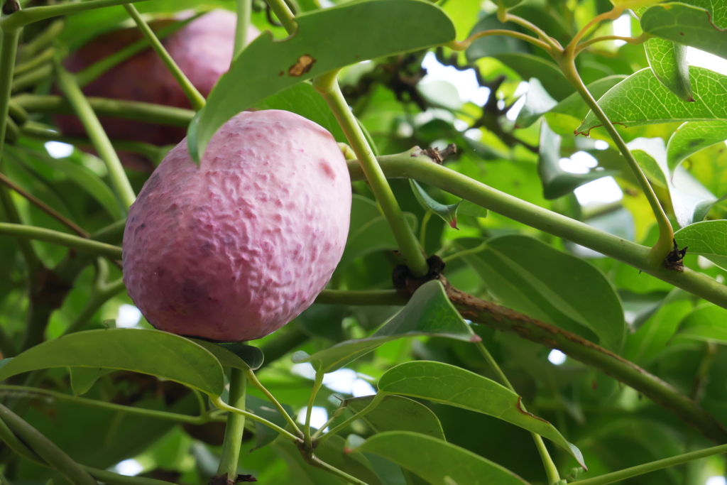 郁子が色付く生垣