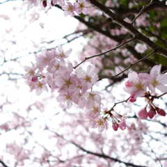 春・品種不明の桜