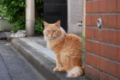 モフモフをナデナデした朝