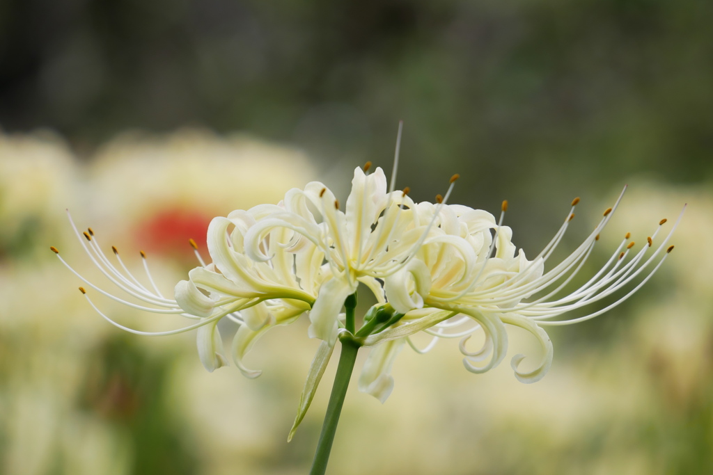 白い曼殊沙華の園