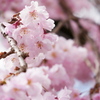桃色枝垂桜