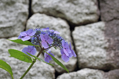 石垣と紫陽花