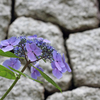 石垣と紫陽花