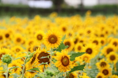 思いがけず出会ったひまわり畑♪