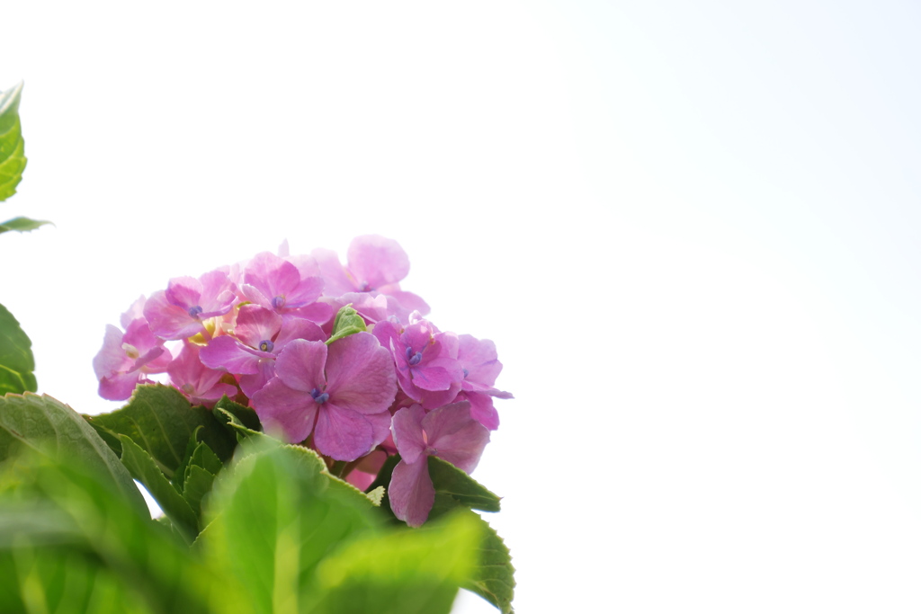 9月の紫陽花