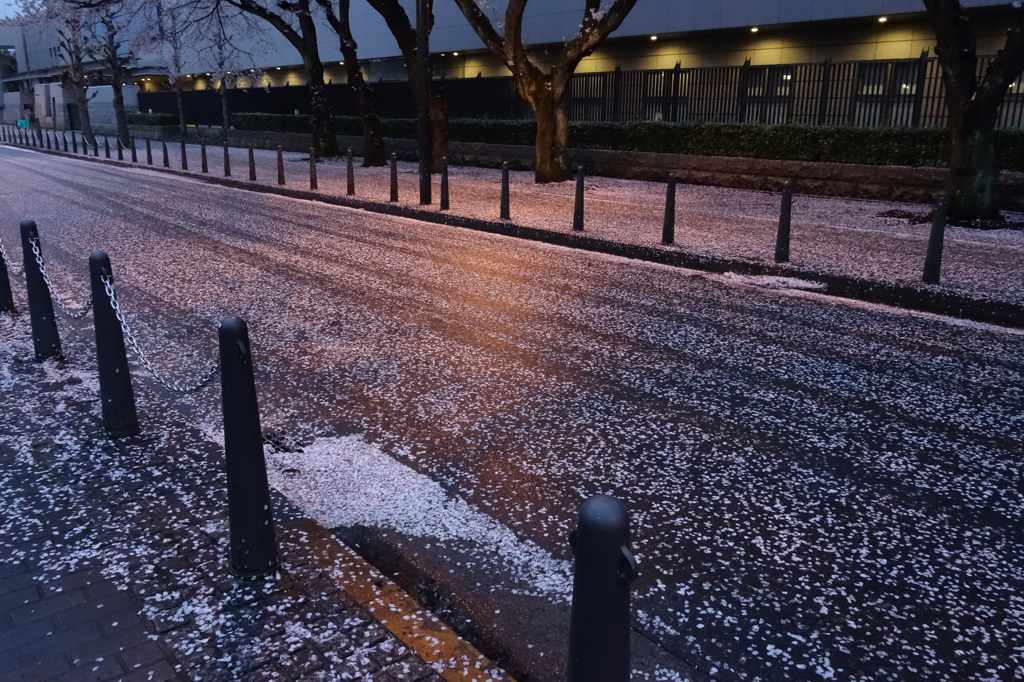 桜通り