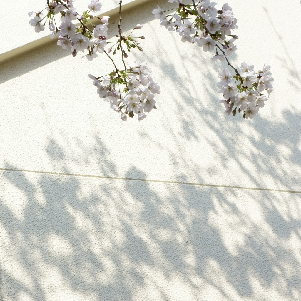 小学校の桜と花の影