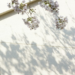 小学校の桜と花の影