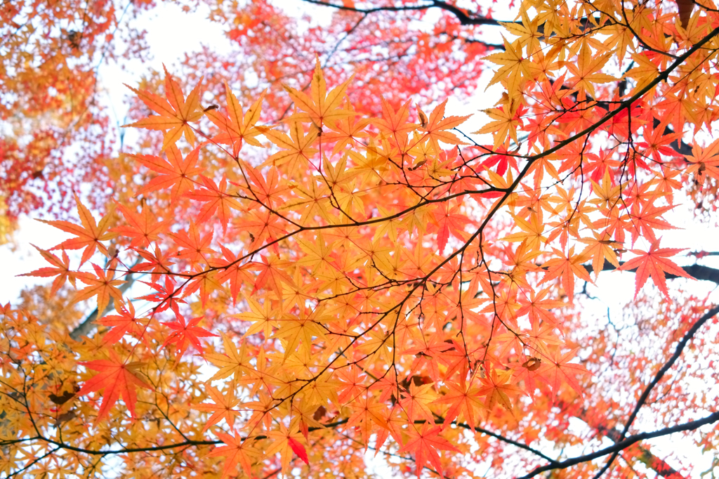 明るく燃える紅