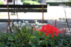 小さな公園の彼岸花