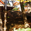 木洩れ日と落ち葉の参道