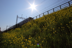 菜の花ポイントに真昼の太陽