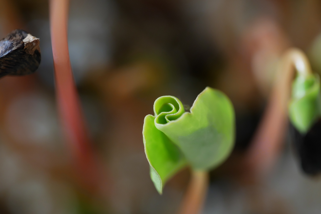 そばの芽、双葉が開きそう