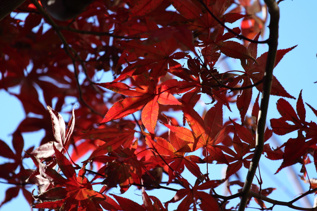 紅葉のスポットライト