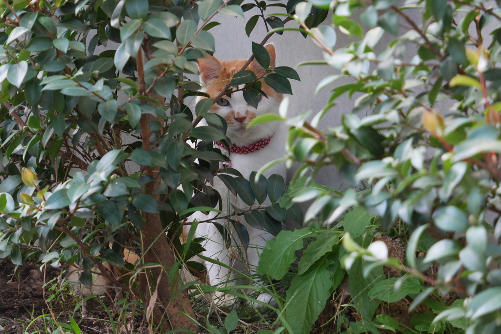 シャイな茶トラ白